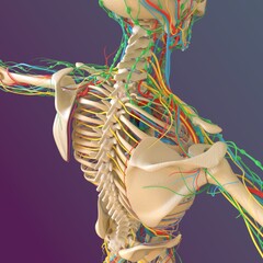 Human skeleton anatomy Femur Bone 3D Rendering © mybox