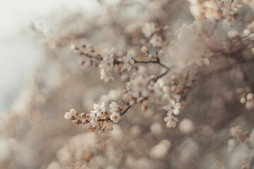 Beautiful spring nature scene with pink blooming tree in sunlight.