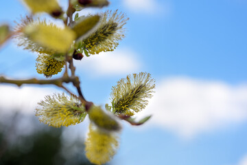 willow branch with budding buds close-up against the blue sky