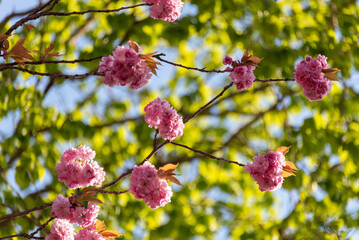 Japanische Zierkirschen blühen
