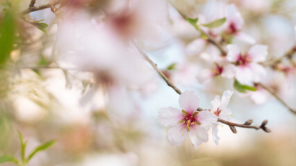 Spring white cherry blossoms tree in sunlight. Copy space for text. Horizontal banner. Soft selective focus