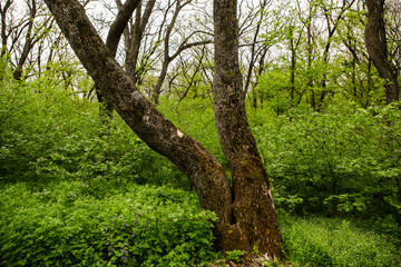 Spring green forest. Lots of young trees casting shadows, Sunrise in a beautiful forest in Moldova,Europe. Beautiful green Landscape. Nature.