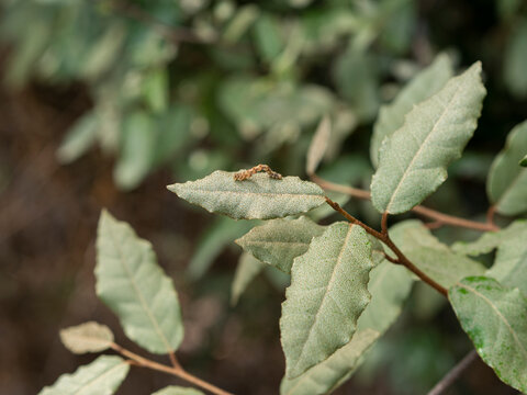 尺取虫images Browse 62 Stock Photos Vectors And Video Adobe Stock