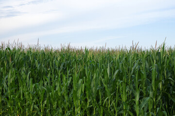 Plants of corn on a farm field under a blue sky. Agricultural landscape.