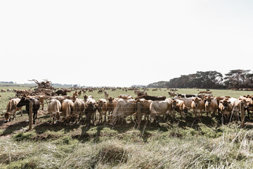 jersey cows on a dairy farm