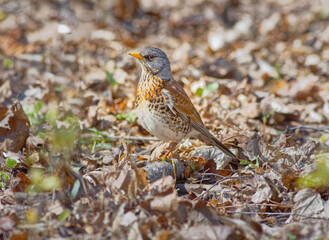 The fieldfare, Turdus pilaris. Large species of thrush with white abdomen, brown back, orange beak and throat and gray head.