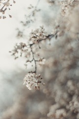 Creative spring nature scene with white blooming tree in sunlight. Abstract blurred background web banner. Soft selective focus