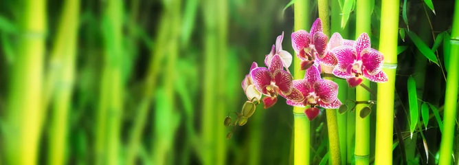 Fotobehang rosa wilde orchidee im grünen bambuswald, natur hintergrund banner tapete © winyu