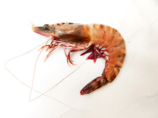 Closeup view of Shrimp or prawn isolated on white background.