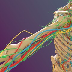 Obraz na płótnie Canvas Human skeleton anatomy Femur Bone 3D Rendering