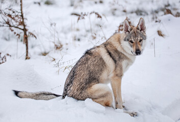 Fototapeta premium Pies w zimowej scenerii