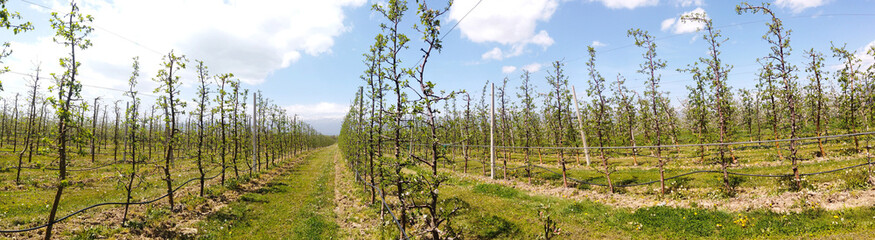 Fototapeta na wymiar Apple tree clothed in blossoms,panorama image