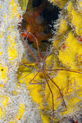 Stenorhynchus seticornis, the yellowline arrow c