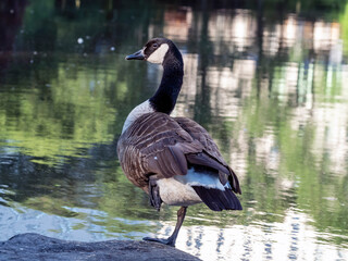 Canadian Goose in Central Park