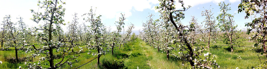 Apple tree clothed in blossoms,panorama image