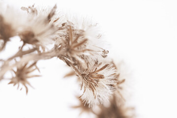 Fluffy fragile star shape flowers with sunny light on white background macro