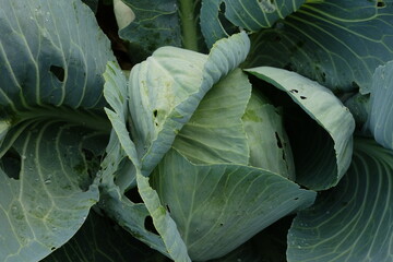 Fototapeta premium Cabbage heads, close up. Full Frame Shot Of Fresh Cabbage.