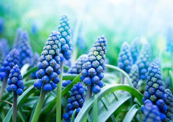 blue muscari flowers in green grass. macro natural background - obrazy, fototapety, plakaty