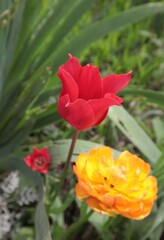 Red and yellow tulips bloom in the spring flower bed.