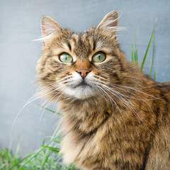 Close up portrait of cat on grey background. Adorable young cute male cat looking away. Pets walking outdoor adventure