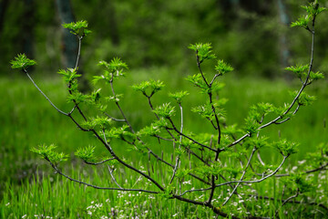 Spring green forest. Lots of young trees casting shadows, Sunrise in a beautiful forest in Moldova,Europe. Beautiful green Landscape. Nature.