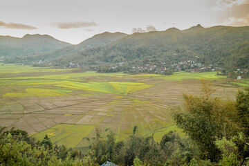 Fototapeta na wymiar Spider Rice Field at Bajawa Flores