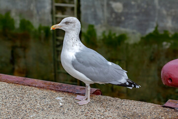 Goélands argenté - larus aregentatus - en bordure de quai	
