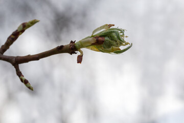 Tree branch with young leaves developing from bud, close-up
