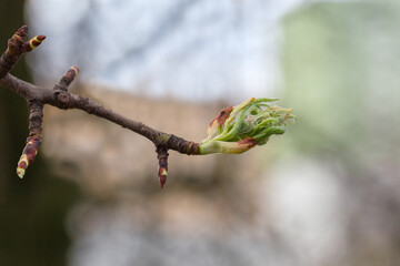 Tree branch with young leaves developing from buds, close-up