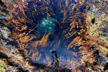 Fototapeta na wymiar algae under water, landscape in the sea, underwater landscape tnetexture