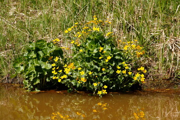 Blühende Sumpfdotterblume (Caltha palustris), Deutschland, Europa