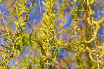Obraz premium Willow branches with young leaves and catkins, close-up