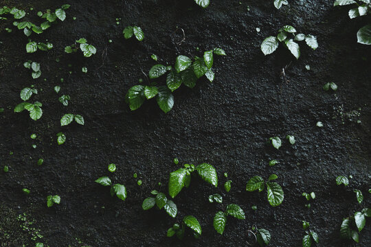 7 457 Best 日陰 Images Stock Photos Vectors Adobe Stock