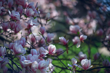 magnolia blossom spring garden / beautiful flowers, spring background pink flowers