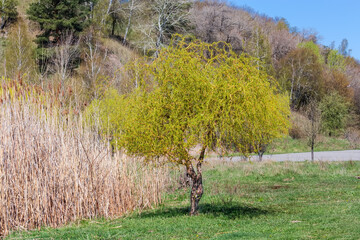 Curly willow with young foliage against the reed and hillside