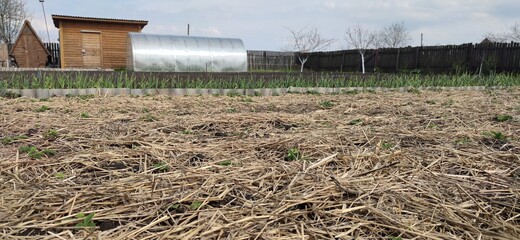 Preparation of the garden in the spring. Use of hay, straw for permaculture in horticulture.
