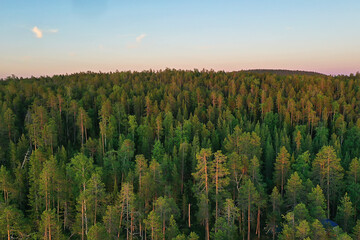 autumn forest without leaves top view with drone, nature background landscape