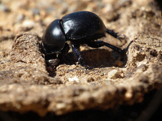 Scarabeo