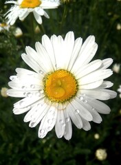 Fototapeta premium flower