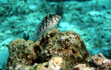 A Spotted Hawkfish resting on a rock Cebu Philippines