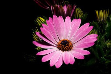 Pink Osteospermum flower with dark background