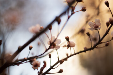 branch of a tree in spring