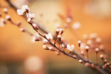 close up of blossom