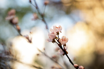 spring blossom in spring