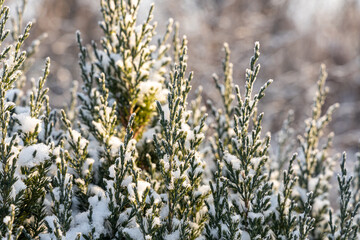 Green juniper branches covered with white fluffy snow are in winter day in the forest