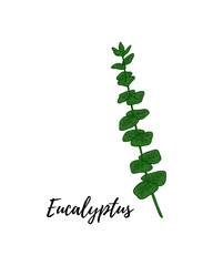 Hand drawn green eucalyptus branch with leaves isolated on white background. Vector illustration in sketch style