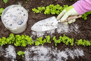 Gardener hand sprinkling wood burn ash from small garden shovel between lettuce herbs for non-toxic organic insect repellent on salad in vegetable garden, dehydrating insects. - obrazy, fototapety, plakaty