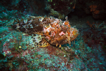 Obraz na płótnie Canvas Scorpionfish in Adriatic sea, Croatia 