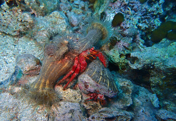 Dardanus calidus - hermit crab with the sea anemone in Adriatic Sea near Hvar island, Croatia

