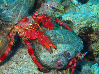 Dardanus calidus - hermit crab with the sea anemone in Adriatic Sea near Hvar island, Croatia
